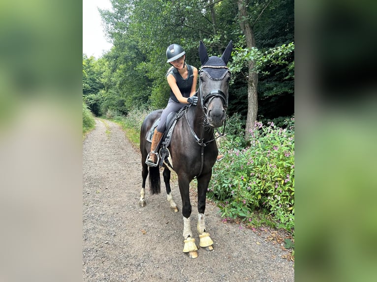 Oldenburger Stute 6 Jahre 167 cm Rappe in Overath