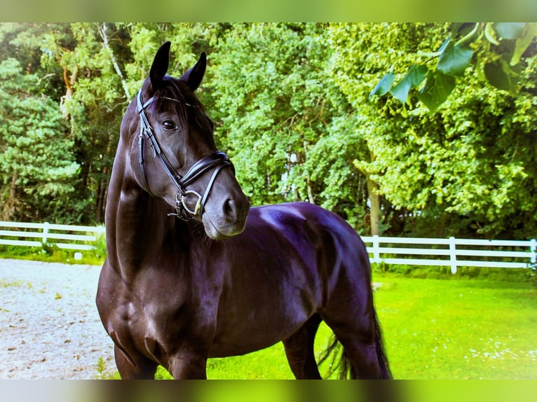 Oldenburger Stute 6 Jahre 167 cm Schwarzbrauner in Vechta