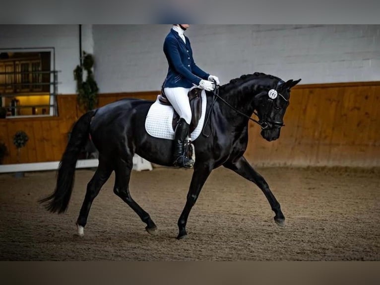 Oldenburger Stute 6 Jahre 167 cm Schwarzbrauner in Vechta