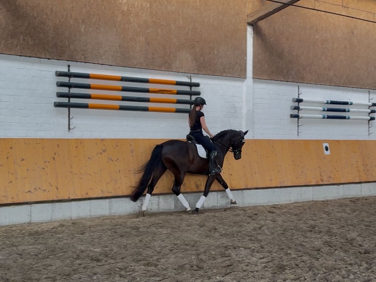 Oldenburger Stute 6 Jahre 167 cm Schwarzbrauner in Oberasbach