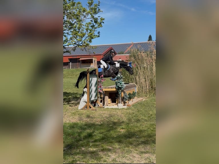 Oldenburger Stute 6 Jahre 167 cm Schwarzbrauner in Oberasbach
