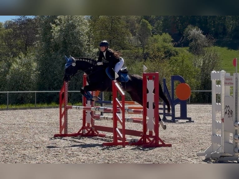 Oldenburger Stute 6 Jahre 167 cm Schwarzbrauner in Oberasbach