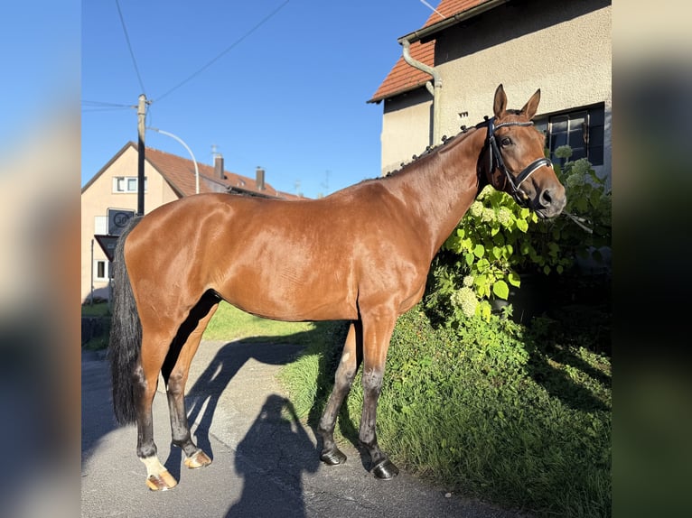 Oldenburger Stute 6 Jahre 168 cm Brauner in Berglen