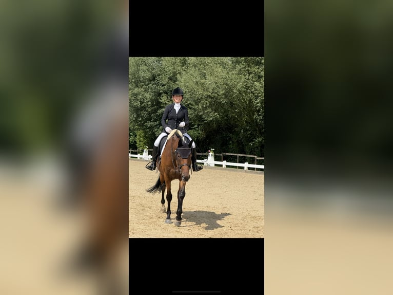 Oldenburger Stute 6 Jahre 168 cm Brauner in Berglen
