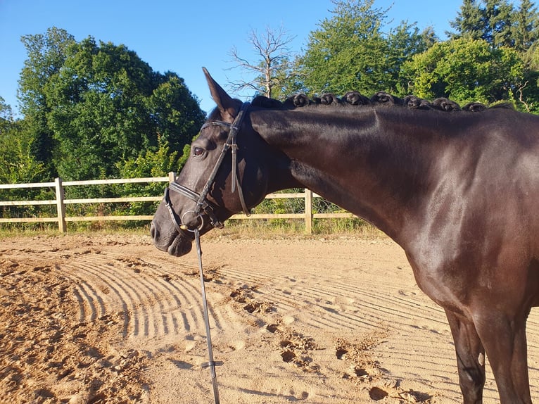 Oldenburger Stute 6 Jahre 168 cm  in Neuwied