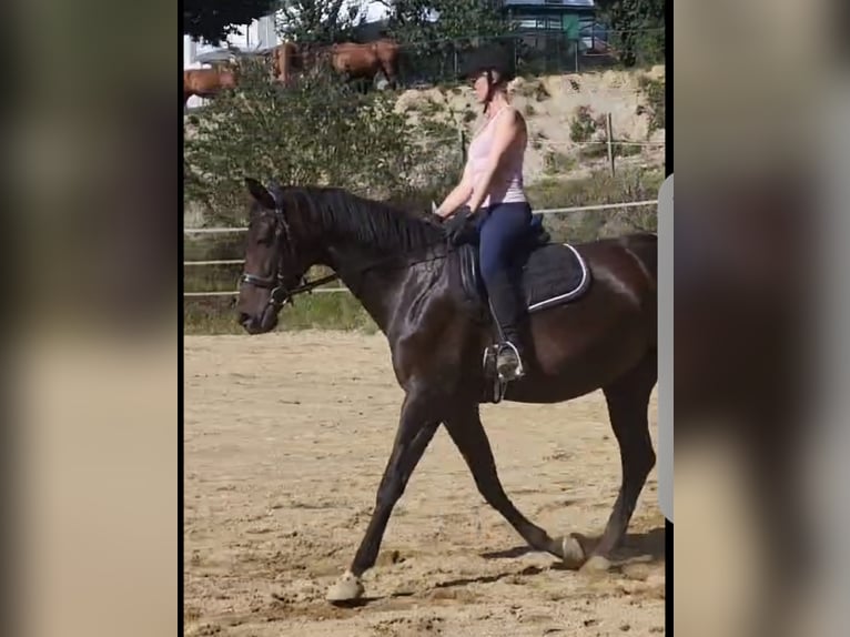 Oldenburger Stute 6 Jahre 168 cm Dunkelbrauner in Eggenfelden