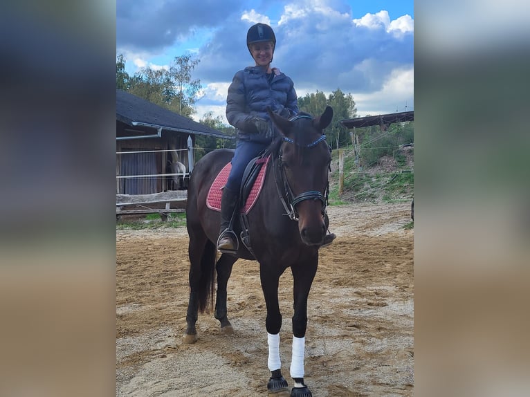 Oldenburger Stute 6 Jahre 168 cm Dunkelbrauner in Eggenfelden