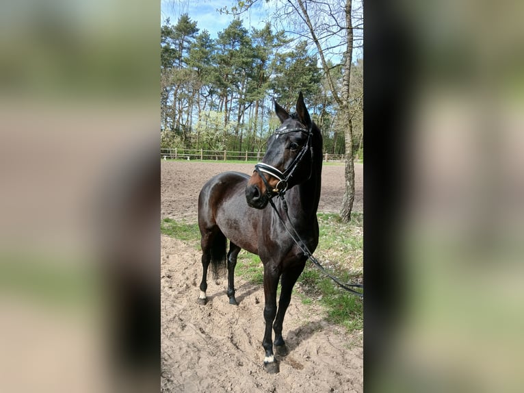 Oldenburger Stute 6 Jahre 168 cm Dunkelbrauner in Barenburg