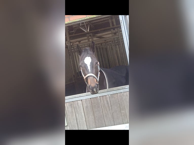 Oldenburger Stute 6 Jahre 168 cm Dunkelbrauner in Nordenham