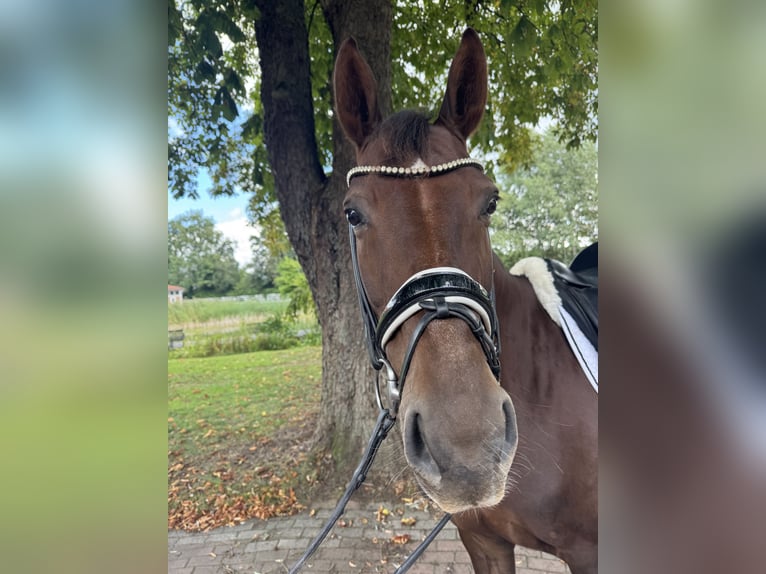 Oldenburger Stute 6 Jahre 168 cm Dunkelfuchs in Ostbevern