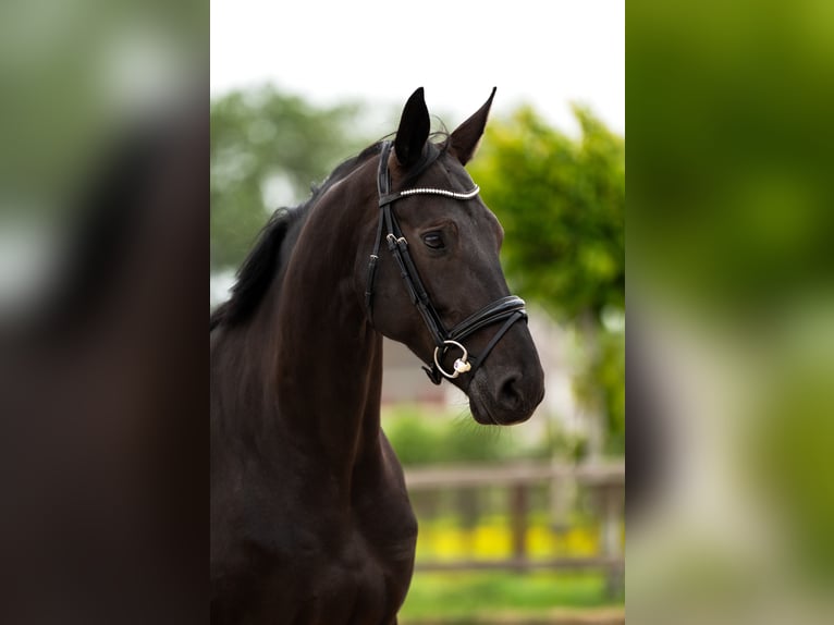 Oldenburger Stute 6 Jahre 168 cm Rappe in Nieuw-Vennep