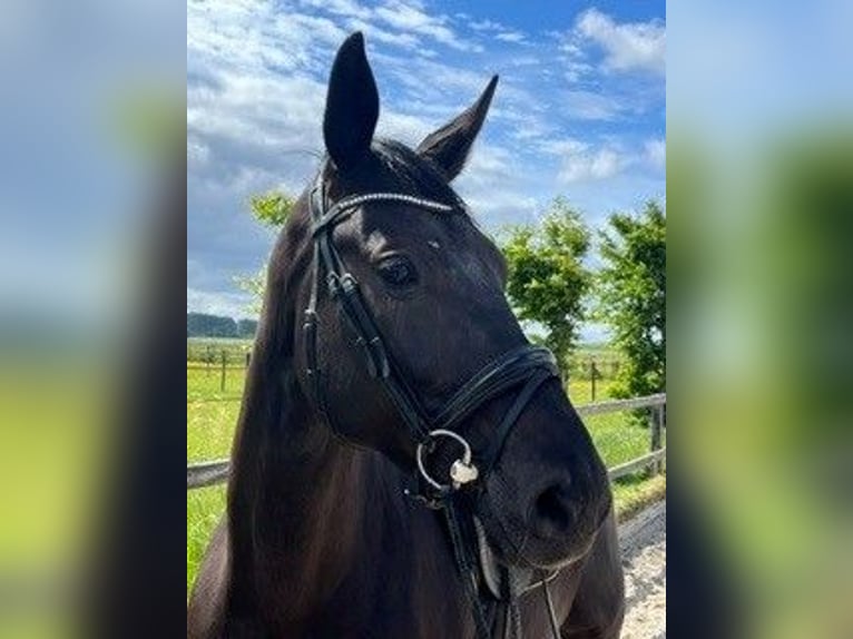 Oldenburger Stute 6 Jahre 168 cm Rappe in Nieuw-Vennep