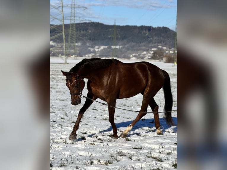 Oldenburger Stute 6 Jahre 169 cm Dunkelfuchs in Schlins