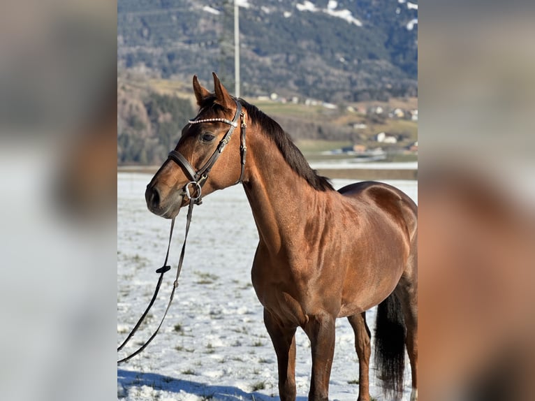 Oldenburger Stute 6 Jahre 169 cm Dunkelfuchs in Schlins
