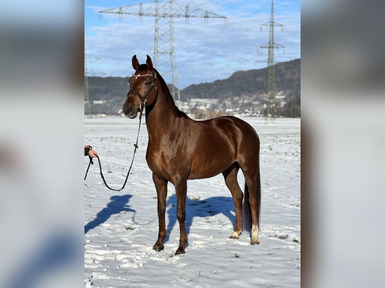 Oldenburger Stute 6 Jahre 169 cm Dunkelfuchs in Schlins