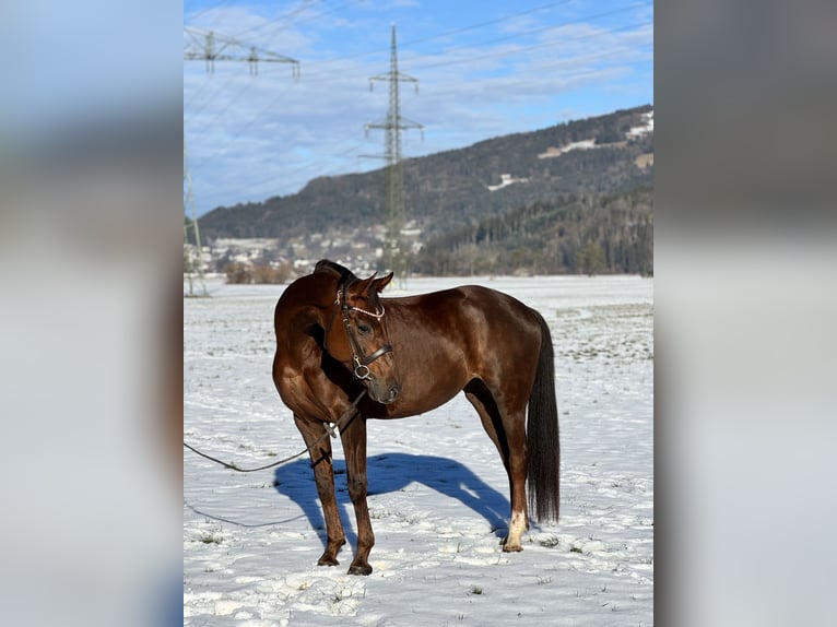 Oldenburger Stute 6 Jahre 169 cm Dunkelfuchs in Schlins