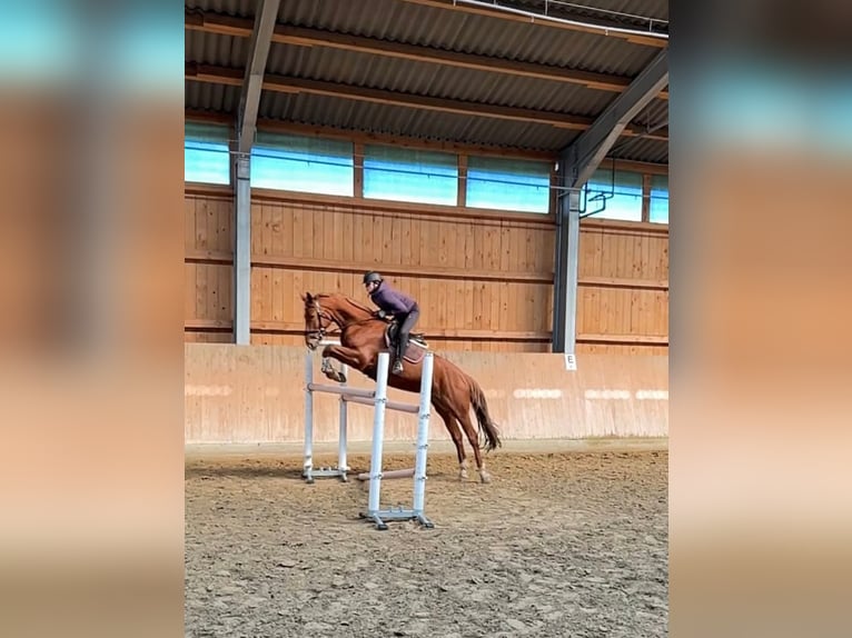 Oldenburger Stute 6 Jahre 169 cm Fuchs in Lonnig