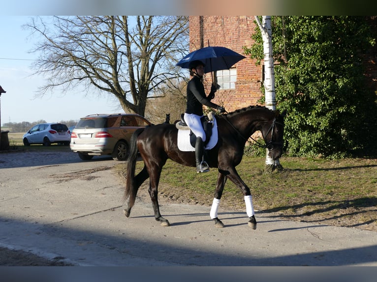 Oldenburger Stute 6 Jahre 169 cm Rappe in Ganschow