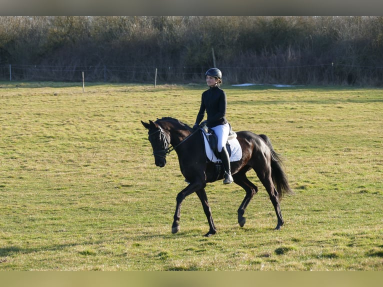 Oldenburger Stute 6 Jahre 169 cm Rappe in Ganschow