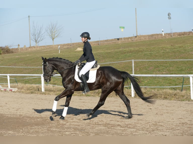 Oldenburger Stute 6 Jahre 169 cm Rappe in Ganschow