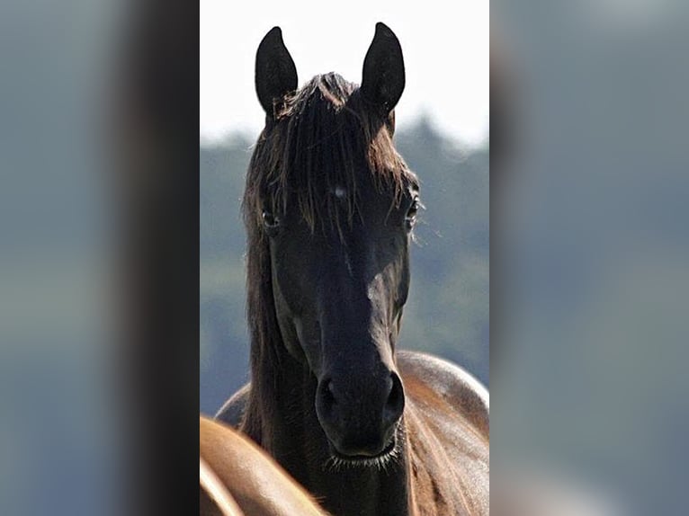 Oldenburger Stute 6 Jahre 169 cm Rappe in Vechta