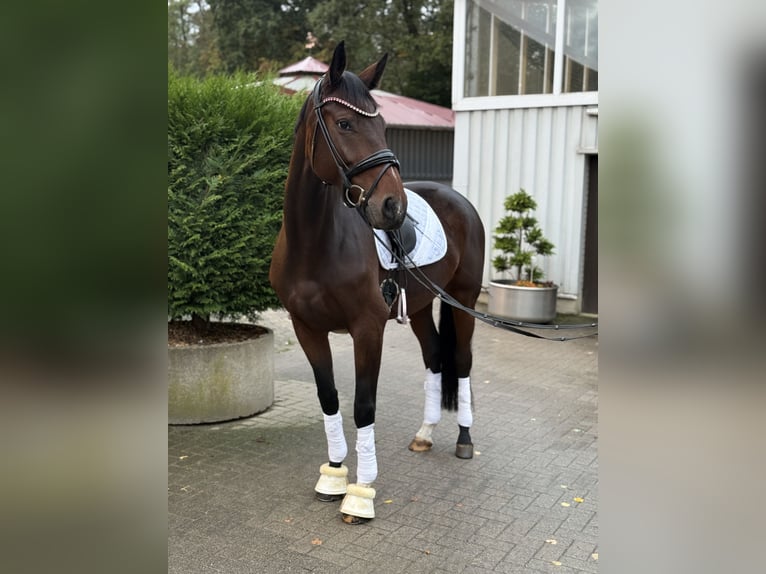 Oldenburger Stute 6 Jahre 170 cm Brauner in Georgsmarienhütte