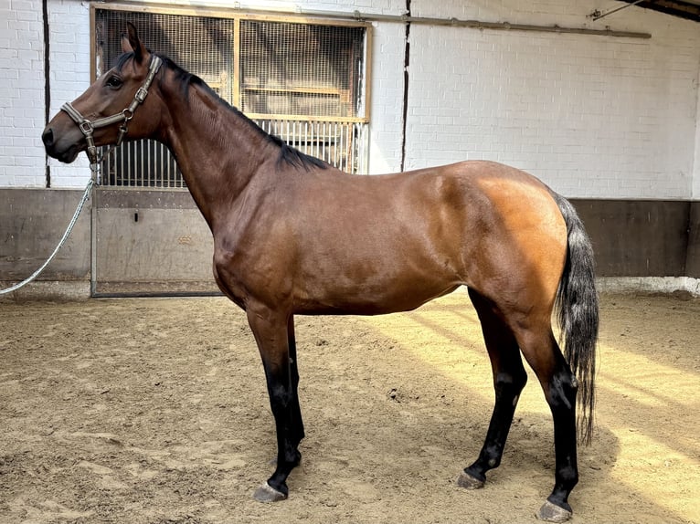 Oldenburger Stute 6 Jahre 170 cm Brauner in Vechta