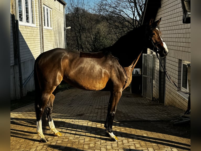 Oldenburger Stute 6 Jahre 170 cm Brauner in Kürten