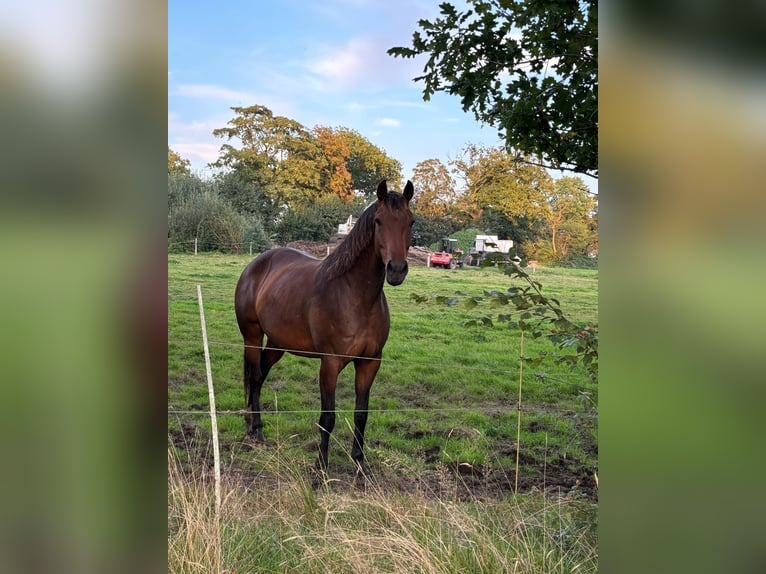 Oldenburger Stute 6 Jahre 170 cm Brauner in Jever