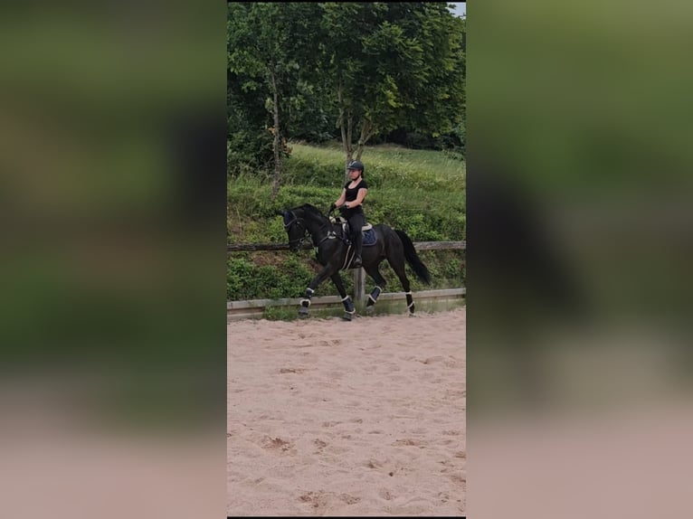 Oldenburger Stute 6 Jahre 170 cm in Immenreuth