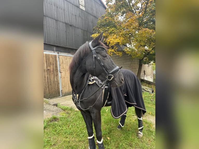 Oldenburger Stute 6 Jahre 170 cm in Immenreuth