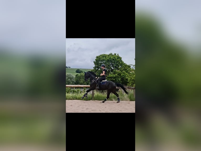 Oldenburger Stute 6 Jahre 170 cm in Immenreuth