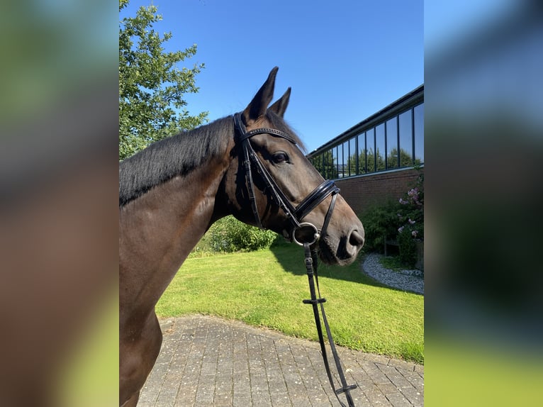 Oldenburger Stute 6 Jahre 170 cm Dunkelbrauner in Altenberge