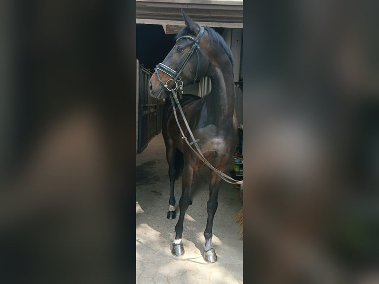 Oldenburger Stute 6 Jahre 170 cm Dunkelbrauner in Kirchdorf
