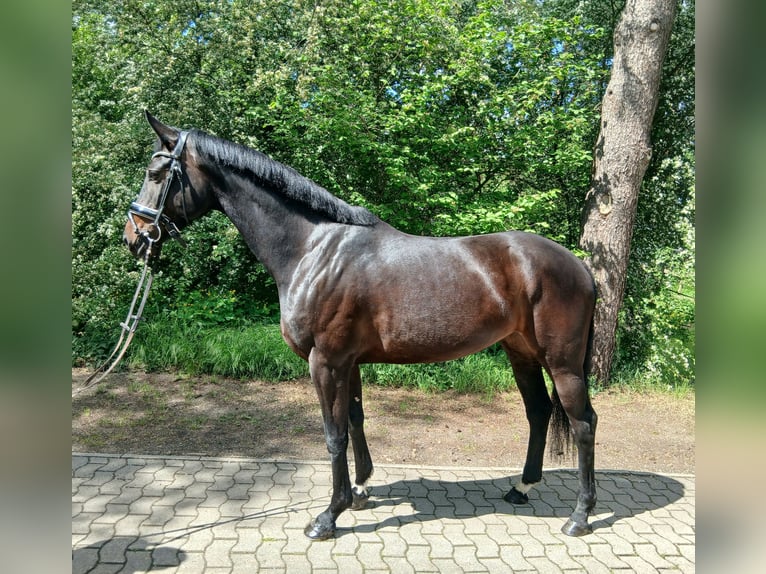 Oldenburger Stute 6 Jahre 170 cm Dunkelbrauner in Kirchdorf