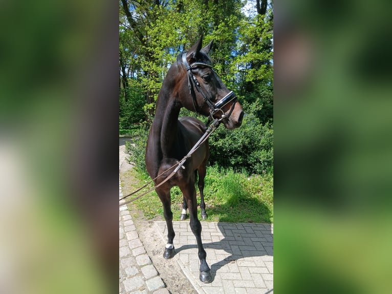 Oldenburger Stute 6 Jahre 170 cm Dunkelbrauner in Kirchdorf