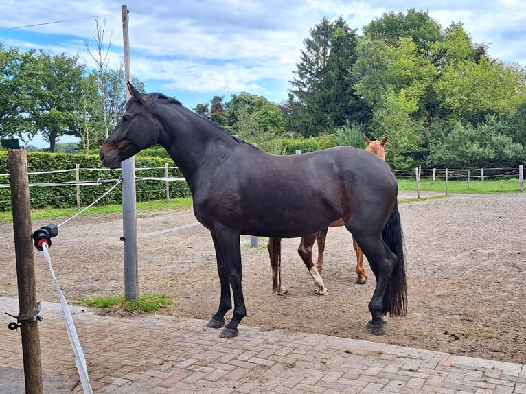 Oldenburger Stute 6 Jahre 170 cm Dunkelbrauner in Butjadingen
