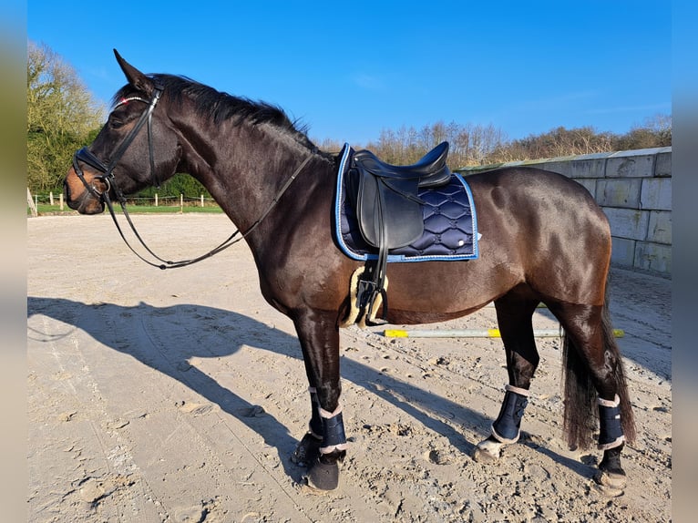 Oldenburger Stute 6 Jahre 170 cm Dunkelbrauner in Butjadingen