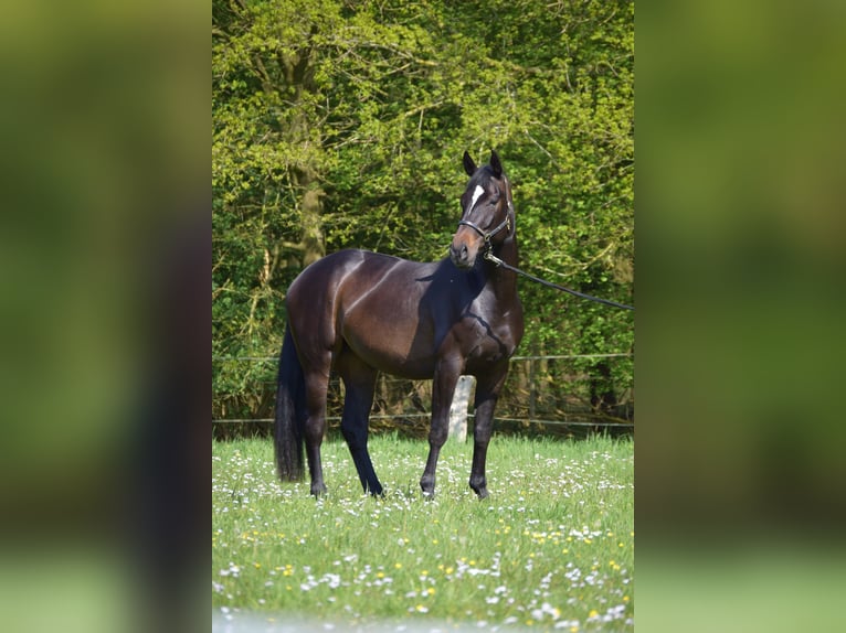 Oldenburger Stute 6 Jahre 170 cm Dunkelbrauner in Butjadingen