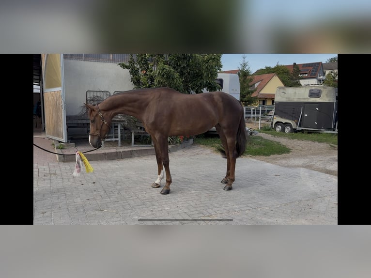 Oldenburger Stute 6 Jahre 170 cm Dunkelfuchs in Remlingen