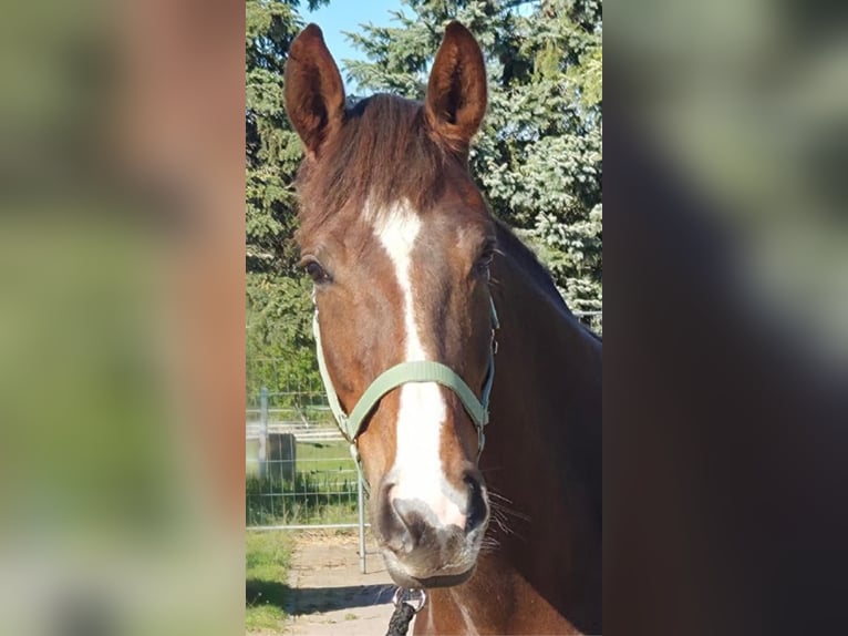 Oldenburger Stute 6 Jahre 170 cm Dunkelfuchs in Genshagen
