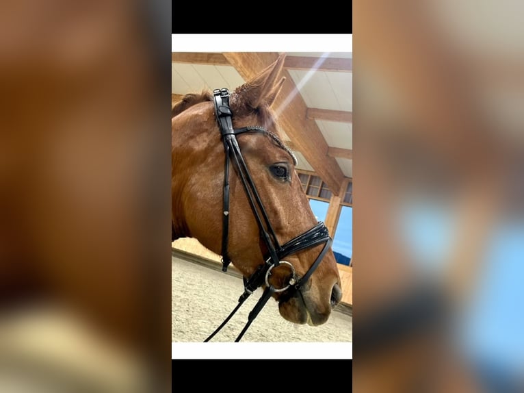Oldenburger Stute 6 Jahre 170 cm Fuchs in Freiensteinau