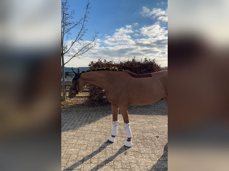 Oldenburger Stute 6 Jahre 170 cm Fuchs in Haiger