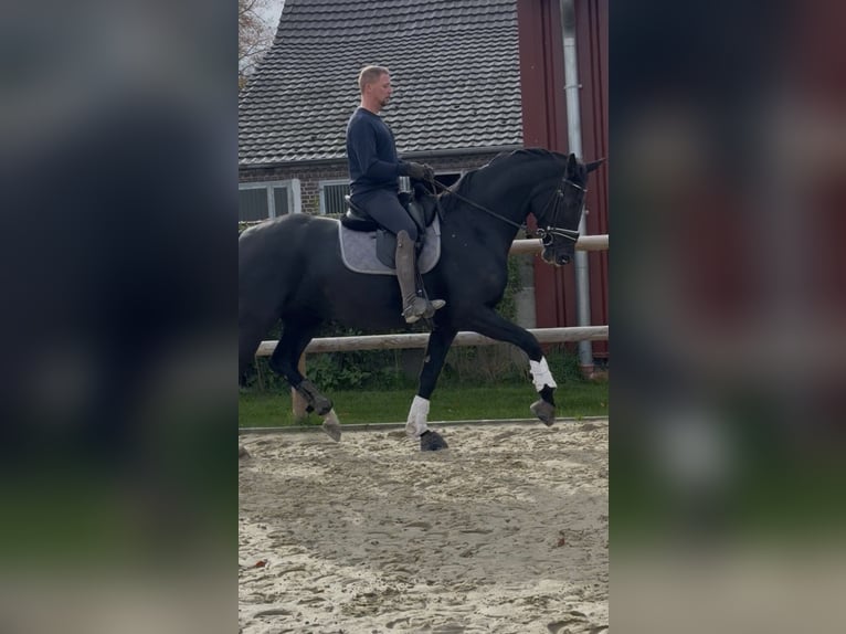 Oldenburger Stute 6 Jahre 170 cm Rappe in Issum