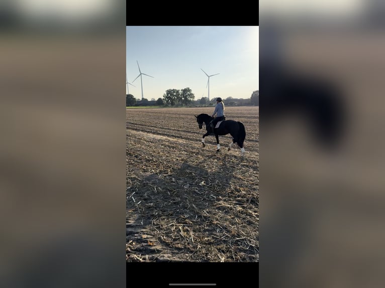 Oldenburger Stute 6 Jahre 170 cm Rappe in Issum