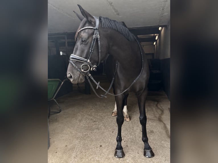 Oldenburger Stute 6 Jahre 170 cm Rappe in Issum