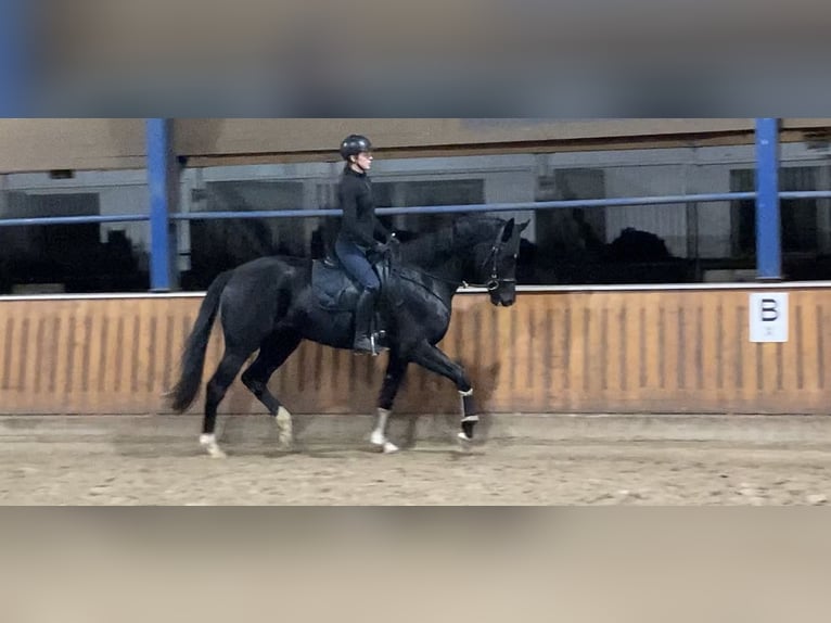 Oldenburger Stute 6 Jahre 170 cm Rappe in Neuenkirchen-Vörden