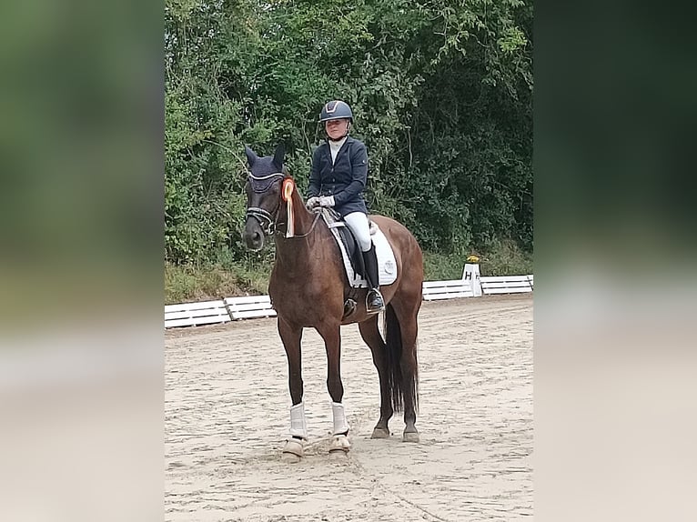Oldenburger Stute 6 Jahre 170 cm Schwarzbrauner in Eckenroth