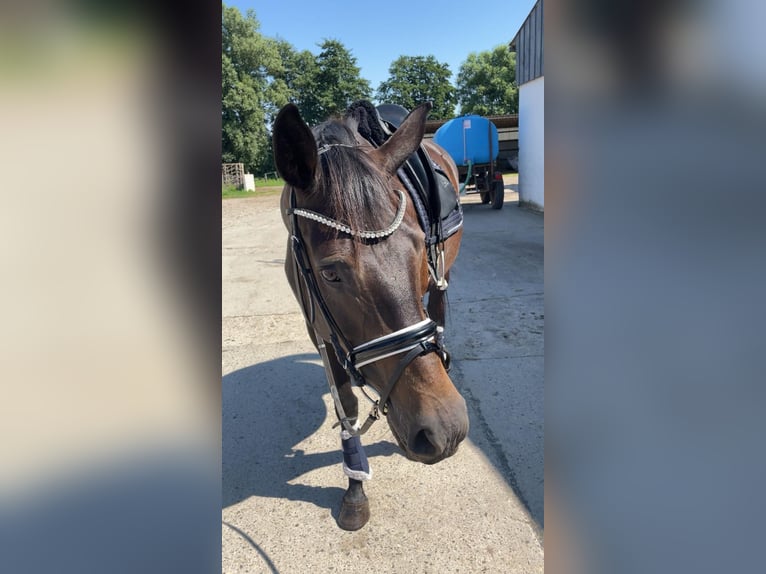 Oldenburger Stute 6 Jahre 170 cm Schwarzbrauner in Wusterhusen