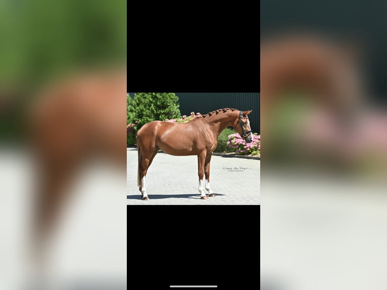 Oldenburger Stute 6 Jahre 171 cm Fuchs in Purmerend